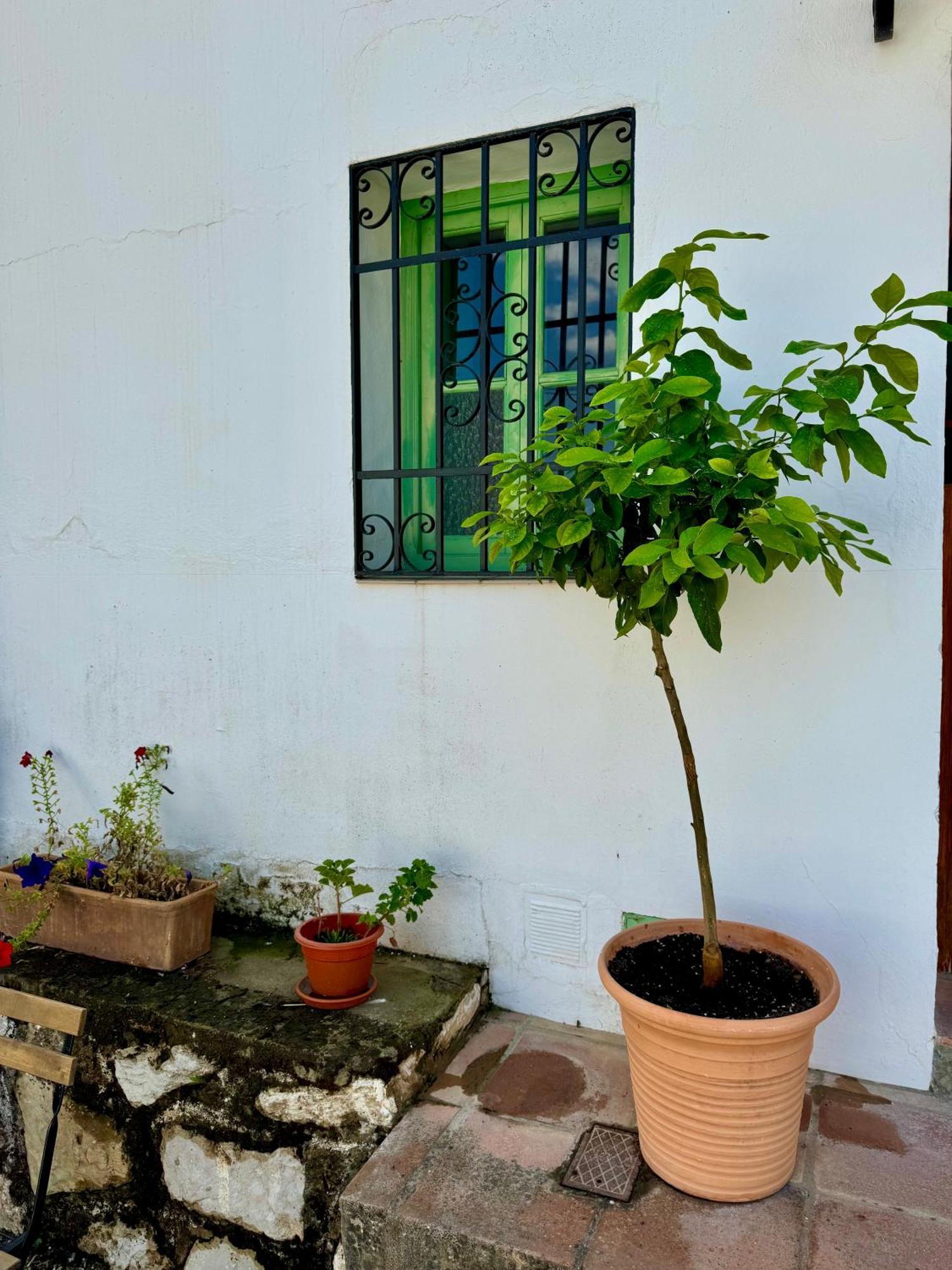 Casa Leon Villa Montejaque Eksteriør billede